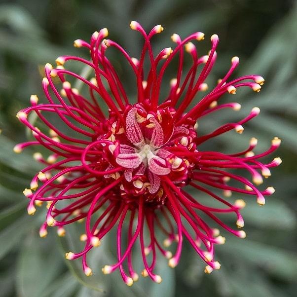 Australian Native Plants | Fantastic Gardeners Melbourne